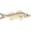 Raw Zander