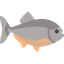 Raw Piranha