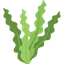 Seaweed