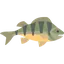 Raw Perch